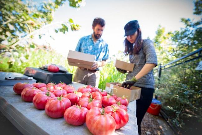 Garden program; tomato picking